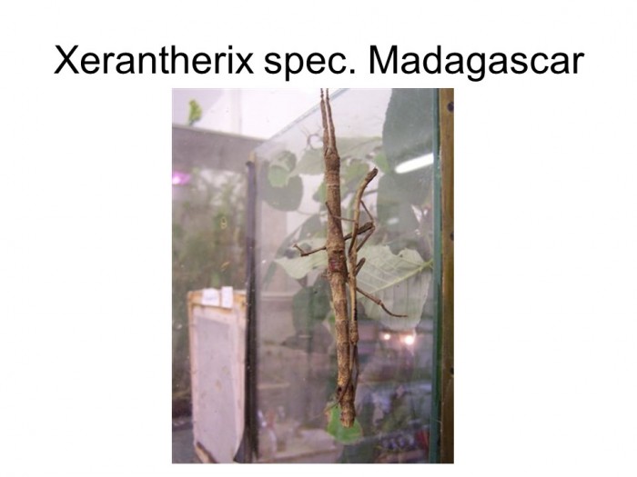 Xerantherix sp. Madagascar